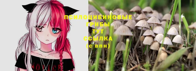 Псилоцибиновые грибы MAGIC MUSHROOMS  Зарайск 